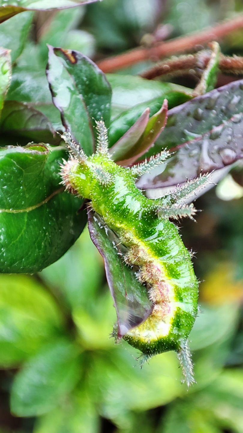 头上长着四只小角的毛毛虫叫什么名字? - 知乎