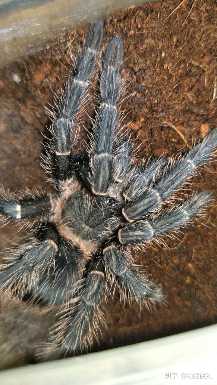 巴西流浪蜘蛛图片