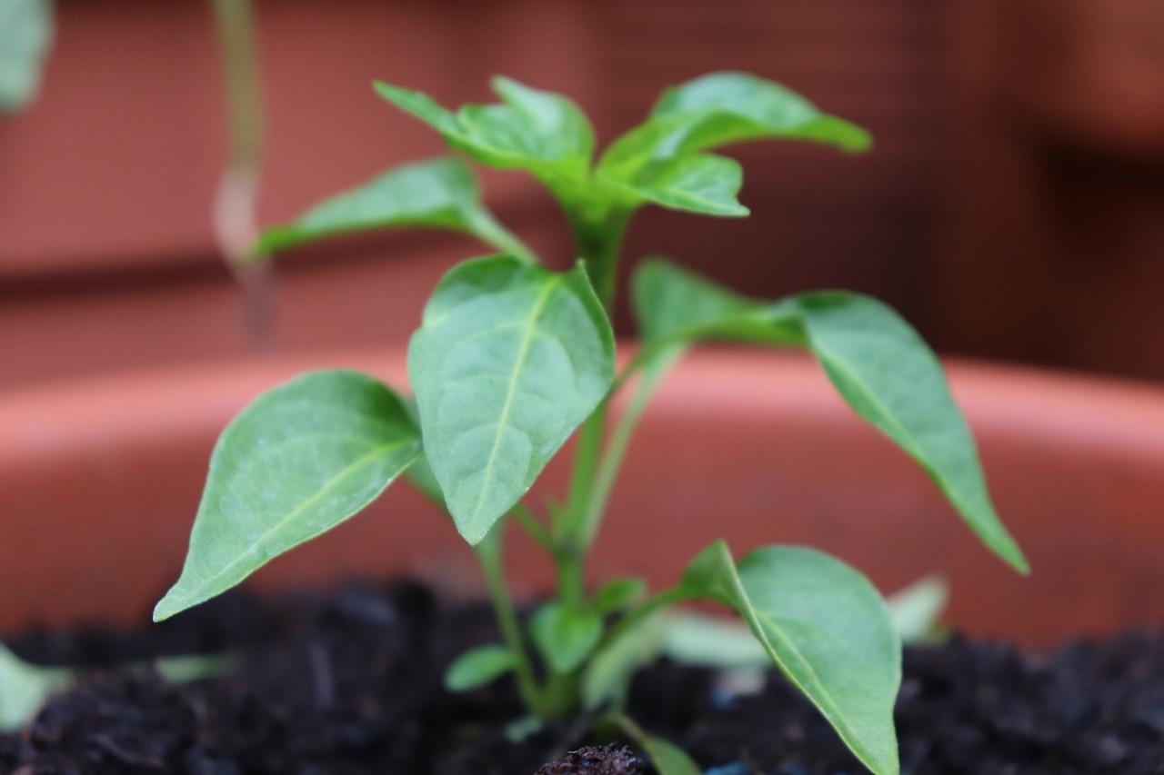 如何让辣椒多坐果