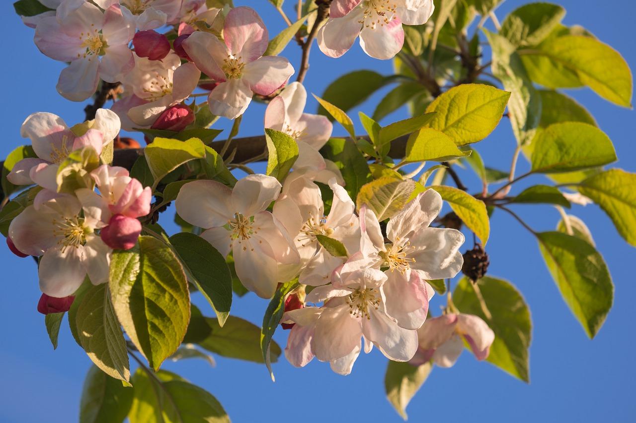 砀山梨花广场投资分析