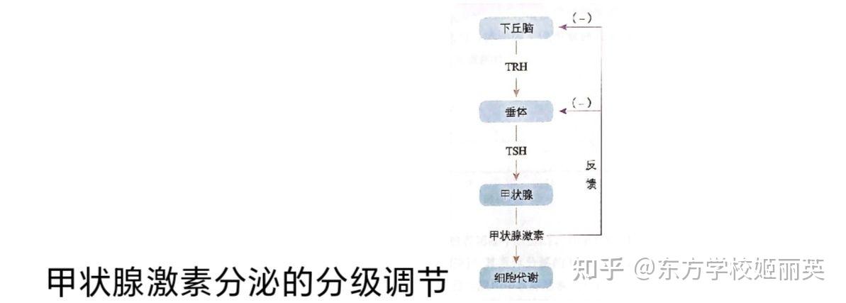 的调节效应,形成多级反馈调节,有利于精细调控,从而维持机体的稳态。