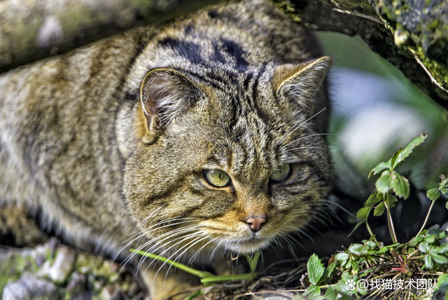 寻猫,野猫和家猫的区别,野猫数量过多问题,野猫种群控制方法 - 知乎