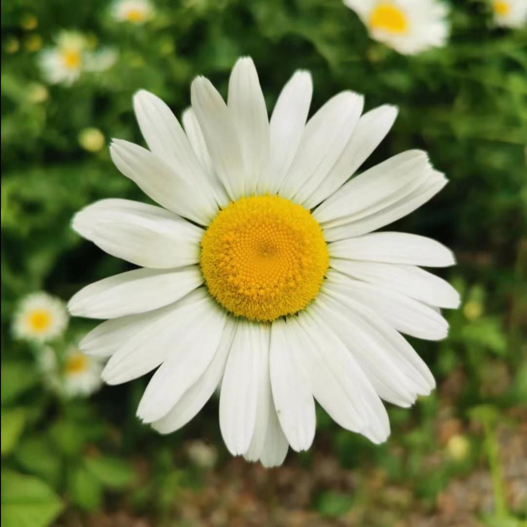 如何给爸妈或长辈选一个逼格高又符合他们年龄的头像? - 知乎