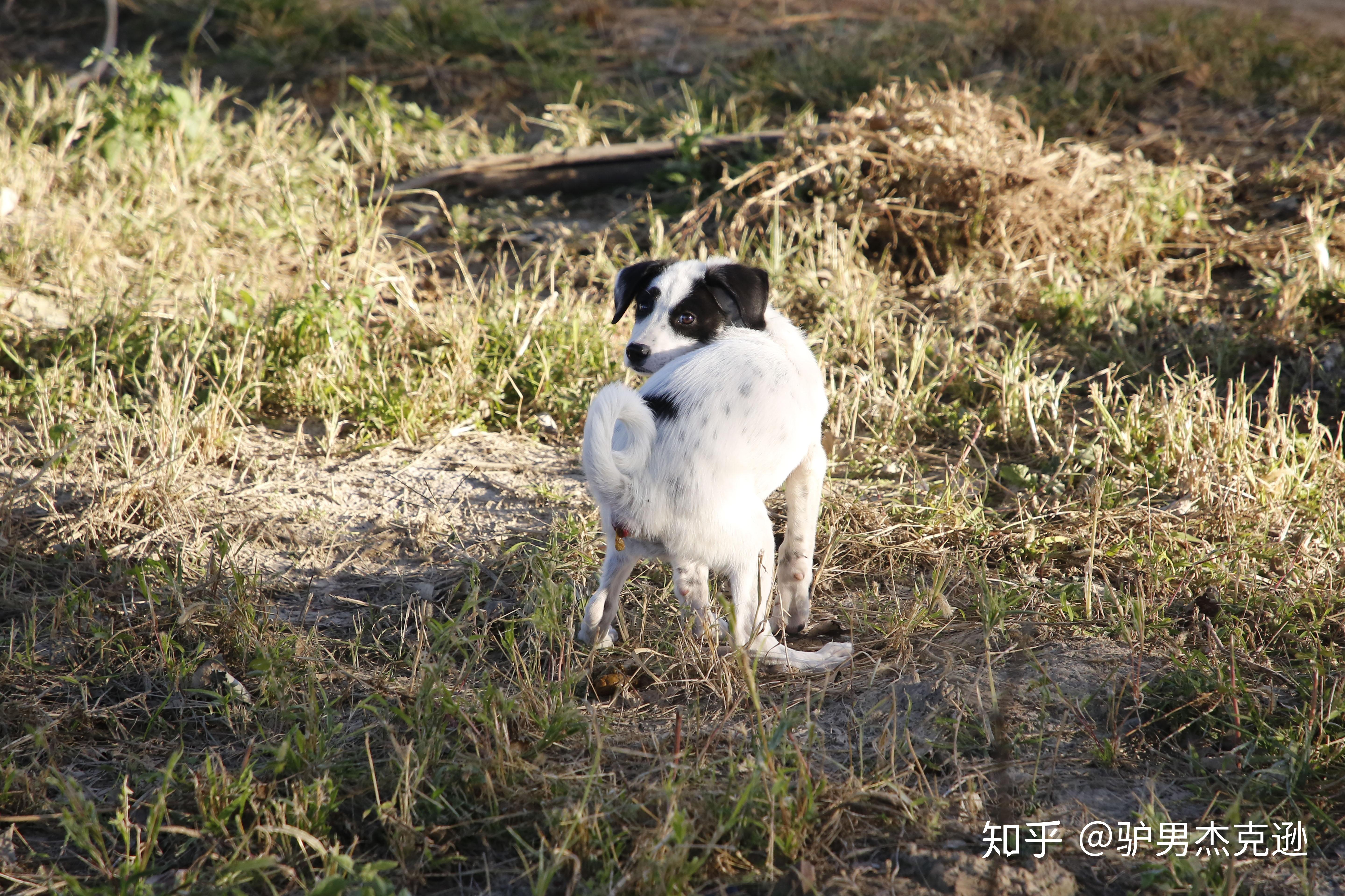 请问拉布拉多和边牧串串怎么样? 