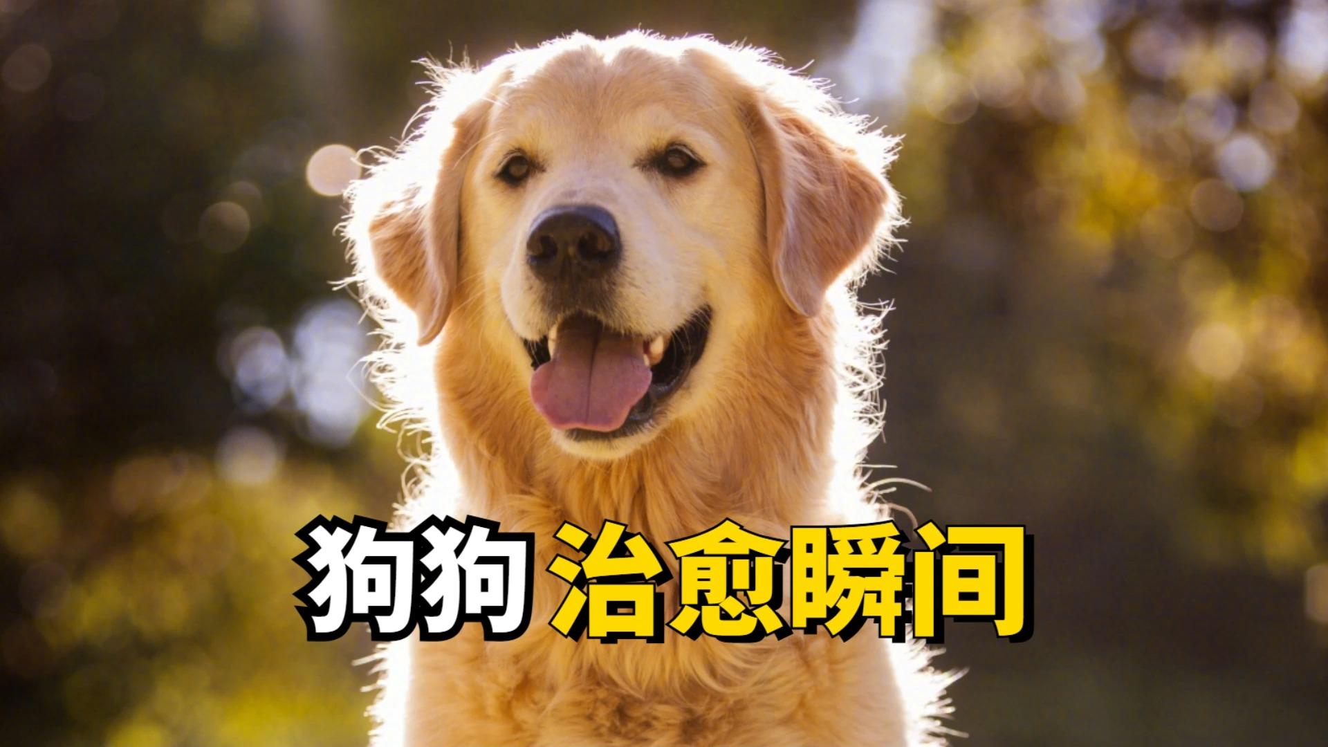 小狗网络用语暗示什么=小狗在男女关系中的含义