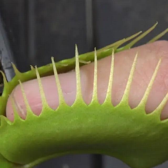 捕蝇草怎么知道碰它的不是雨滴？