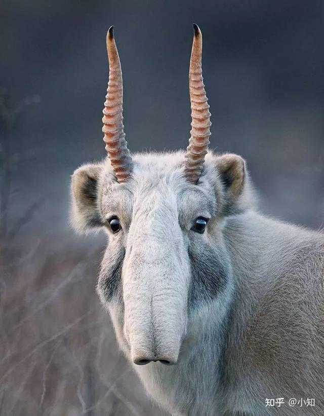 国家高度重视生物多样性保护濒危动物灭绝对我们的日常生活有多大的