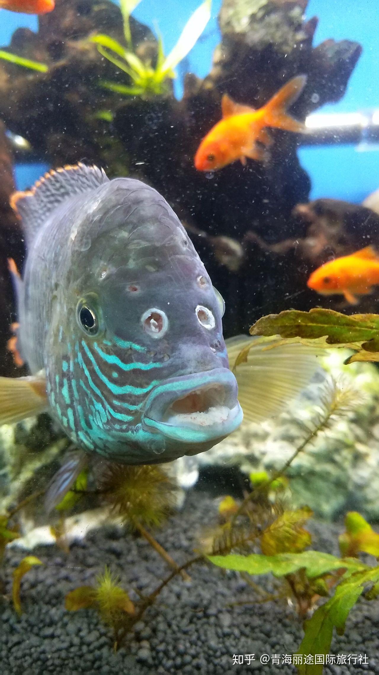 红尾皇冠鱼头顶白洞食欲不振是什么病该怎么治疗