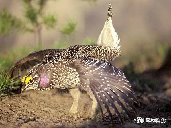 想要变成兔子的草原鸡——来了解一下松鸡们! - 知乎