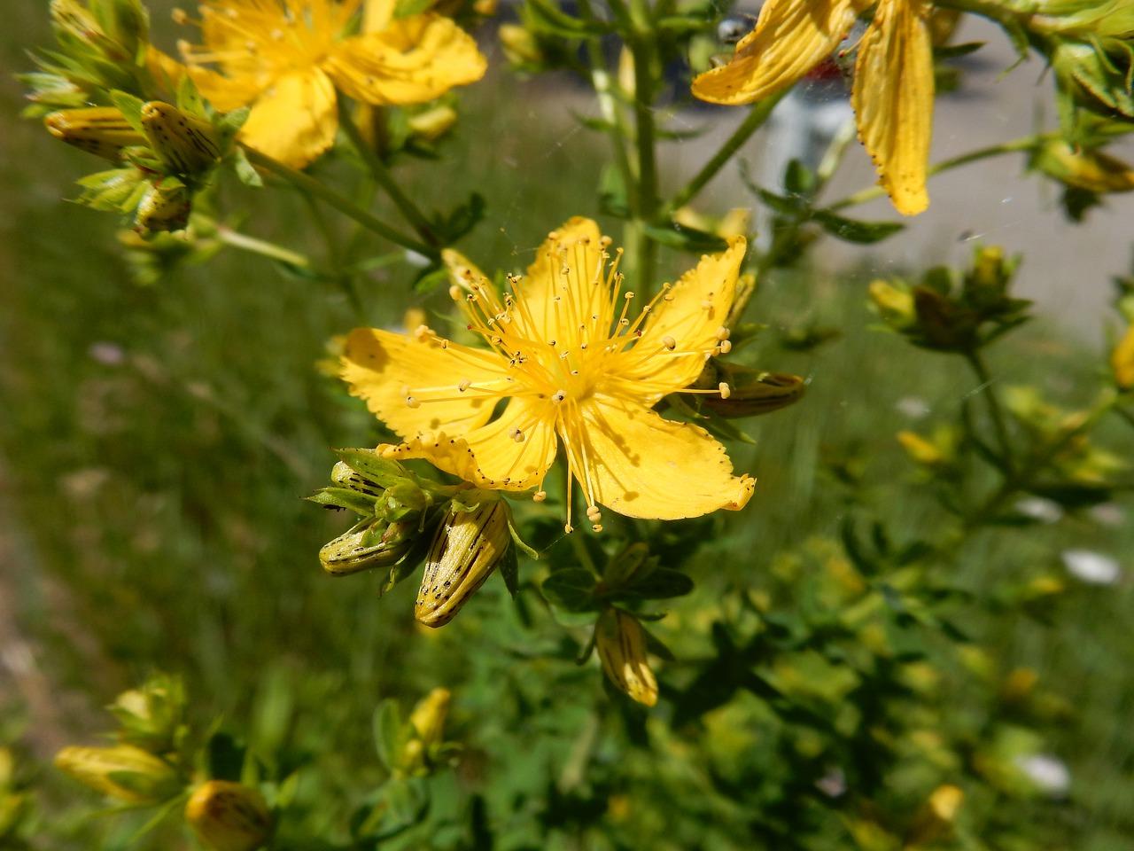 连翘亩产量多少