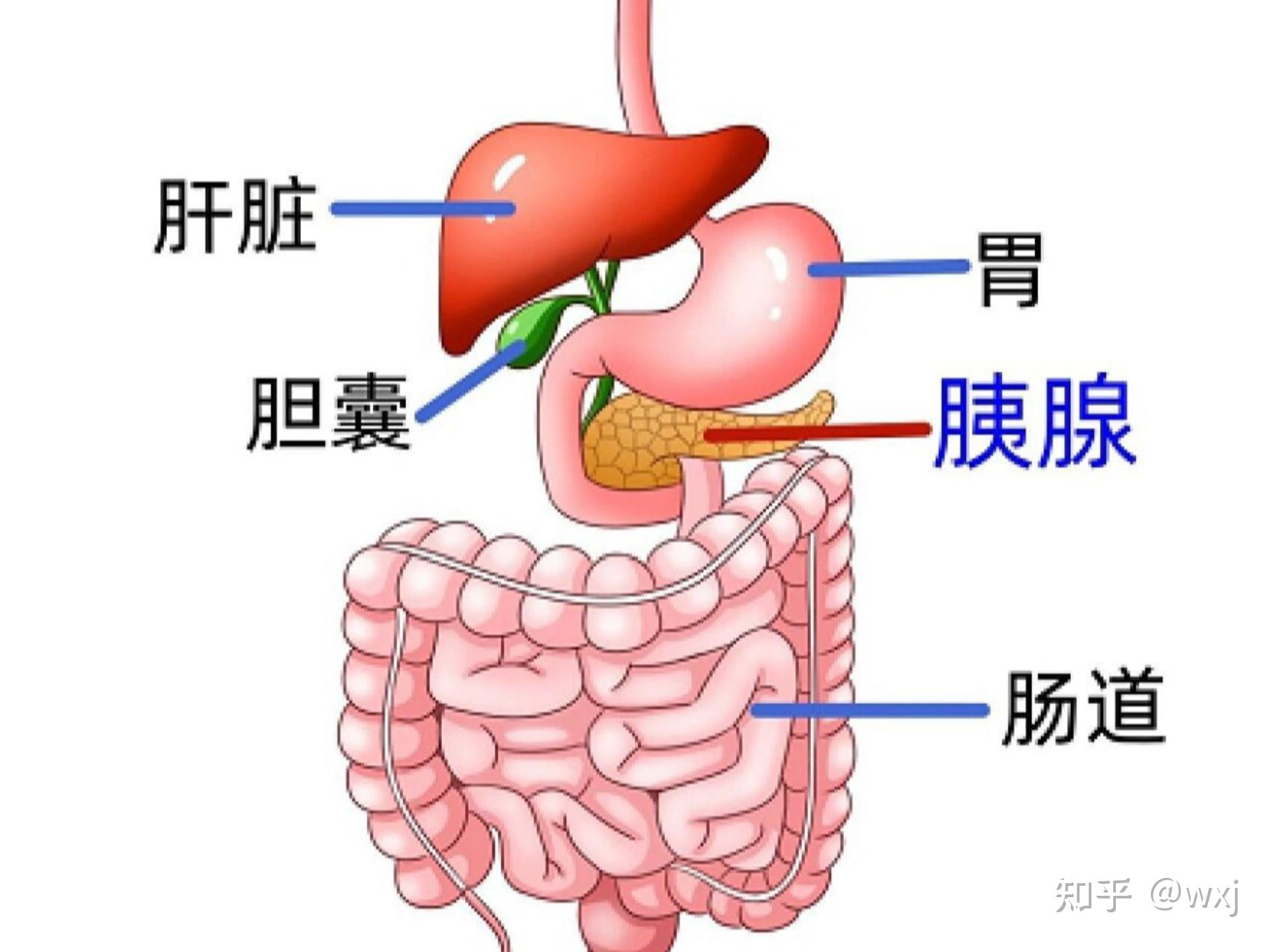 胰腺位置图片