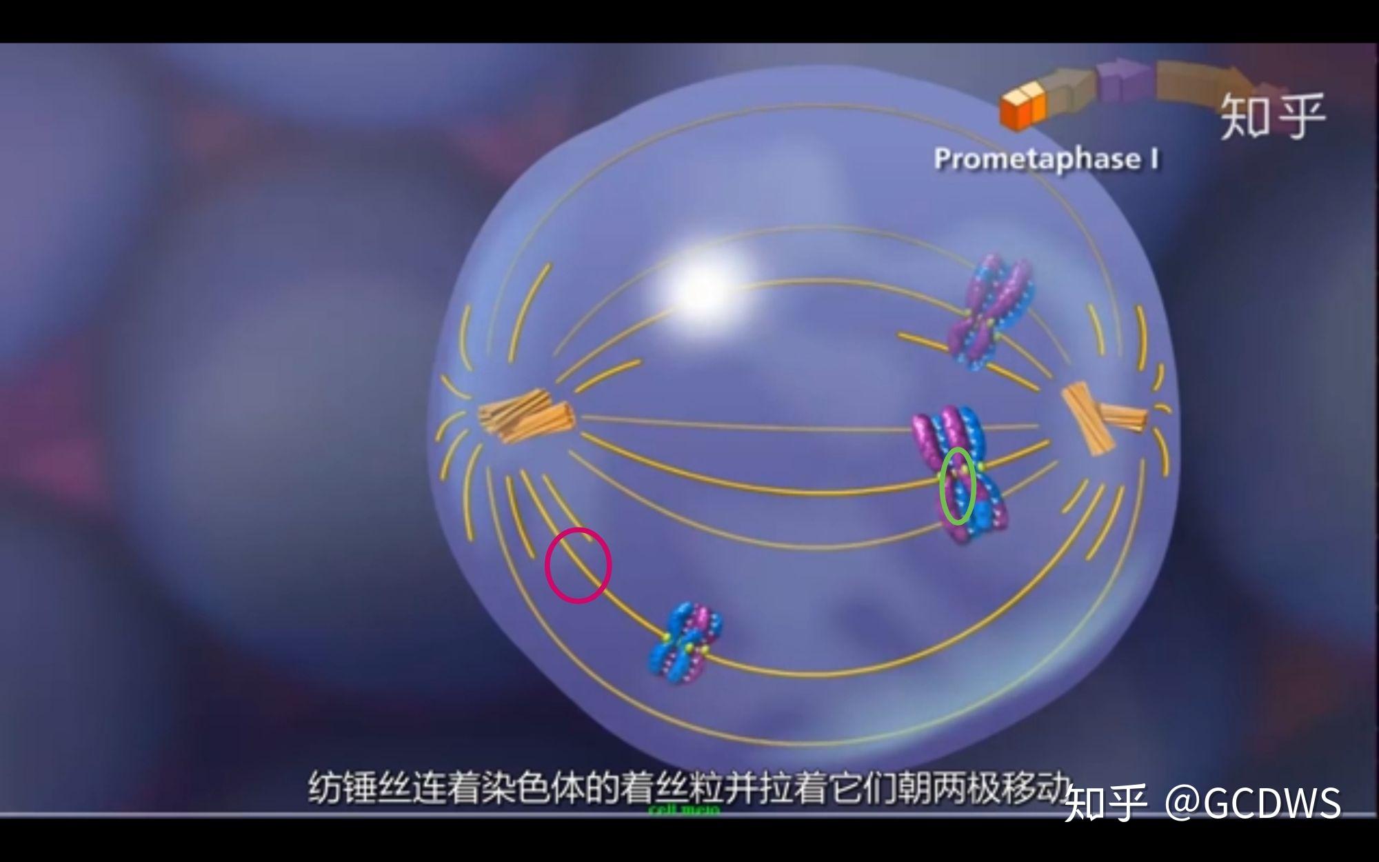 纺锤丝和染色体相等不