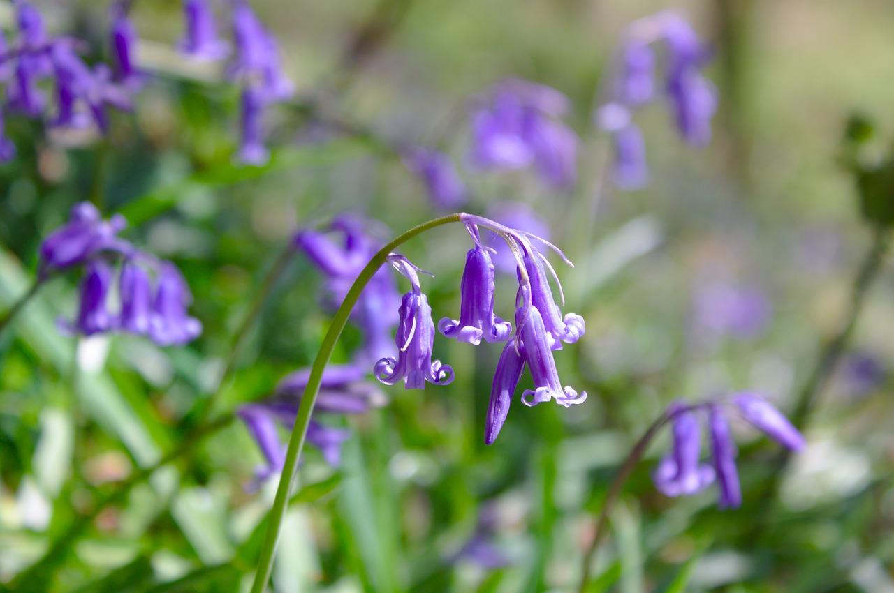 4. 滨菊秋播指南