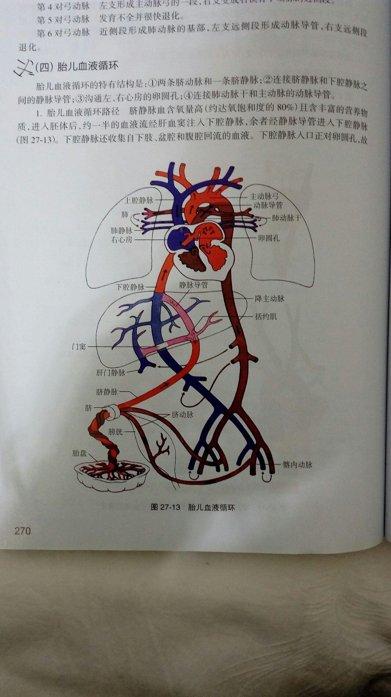 胎儿血液循环与成人有哪些不同