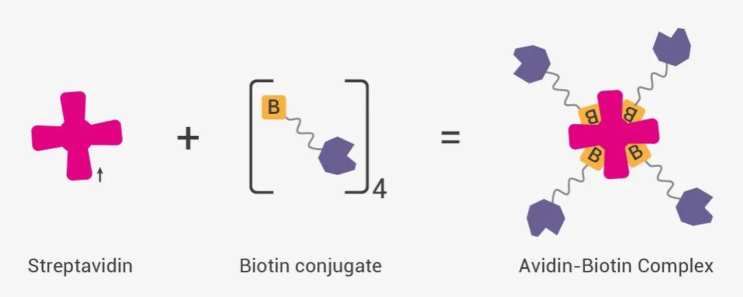 链霉亲和素解析—分子实验核心功能蛋白