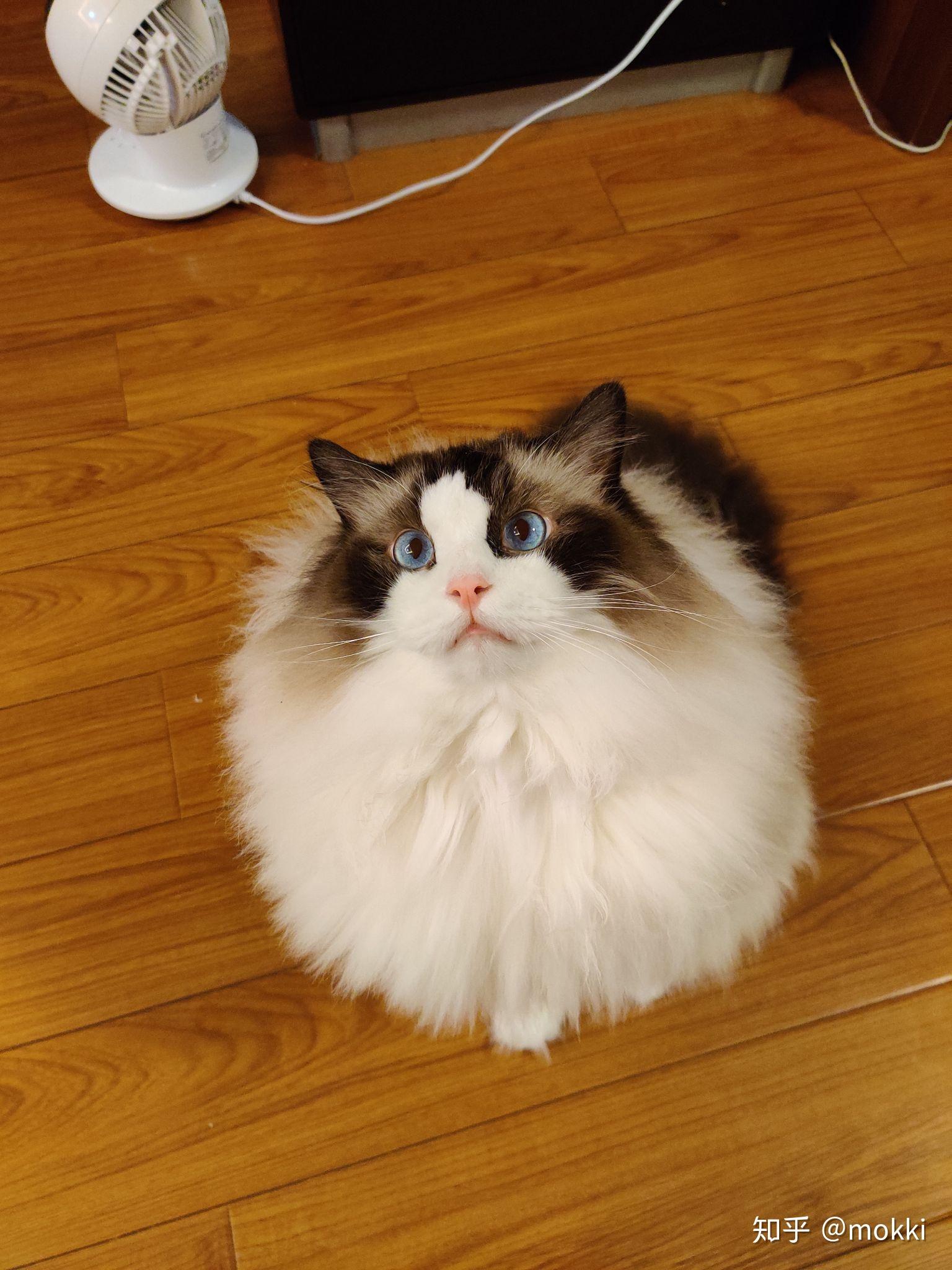 布偶猫每个夏天都会毛少很多吗?