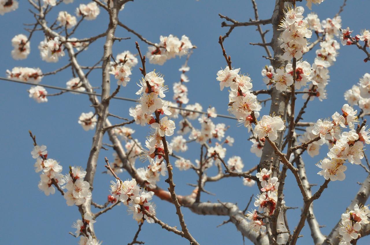 北京哪里看杏花