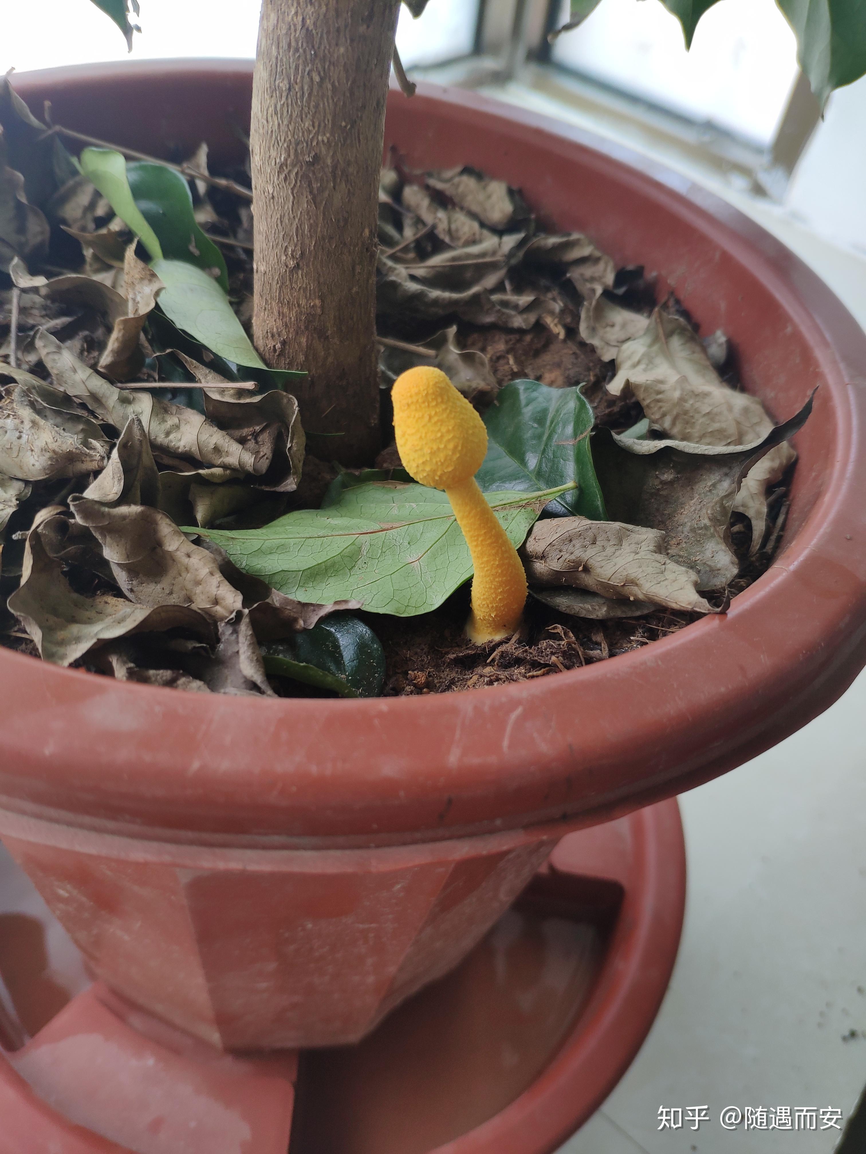 家里面的花盆里面长了几株黄色蘑菇,有大神知道是什么物种吗? - 知乎