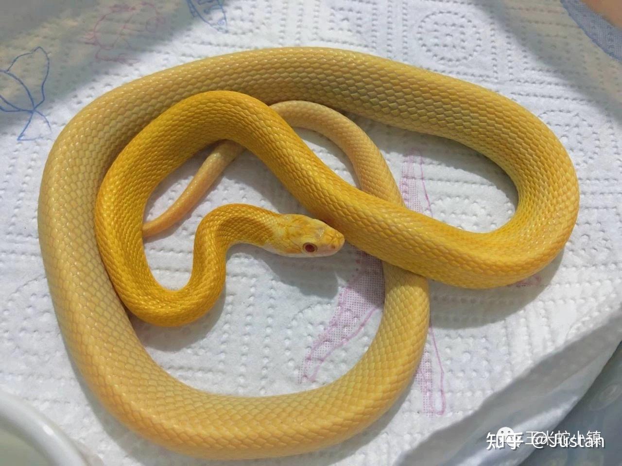 在学校看到一条金黄色的蛇,百度不出来请问有谁知道是什么蛇吗?