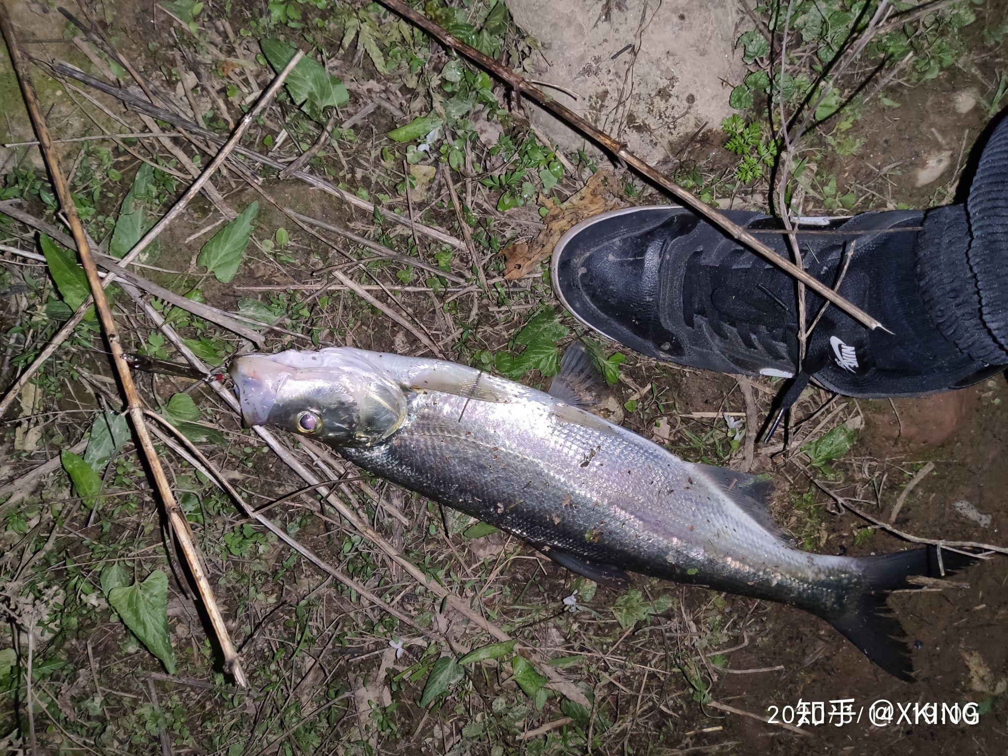 有什么常见的刺少的鱼,而且味道比较好? - 知乎
