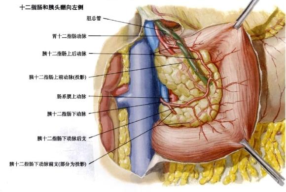 局部解剖学 腹部