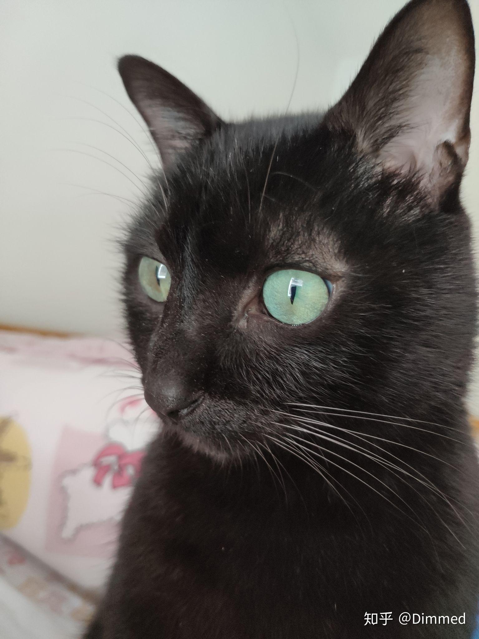 纯黑猫金色眼睛图片