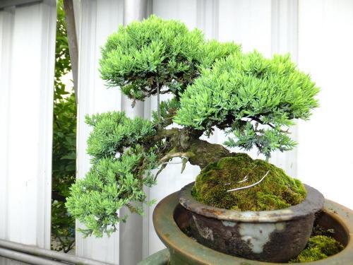 珍珠柏下山桩的养护管理