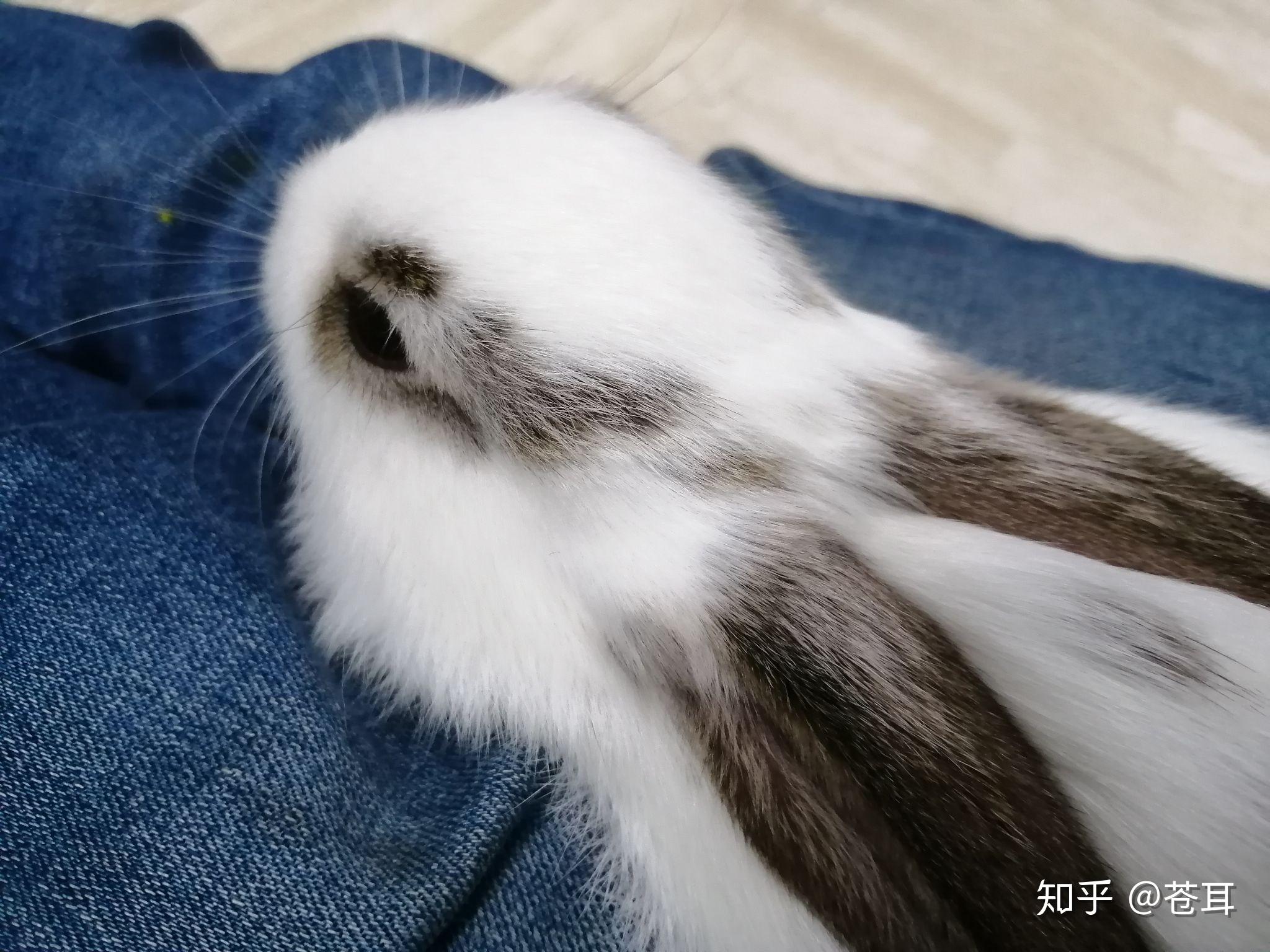 肉兔适合当宠物吗?