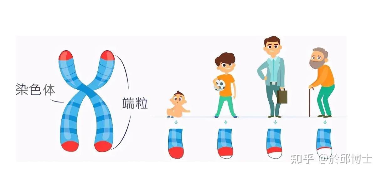 为什么端粒在细胞分裂过程中会逐渐缩短？ - 知乎