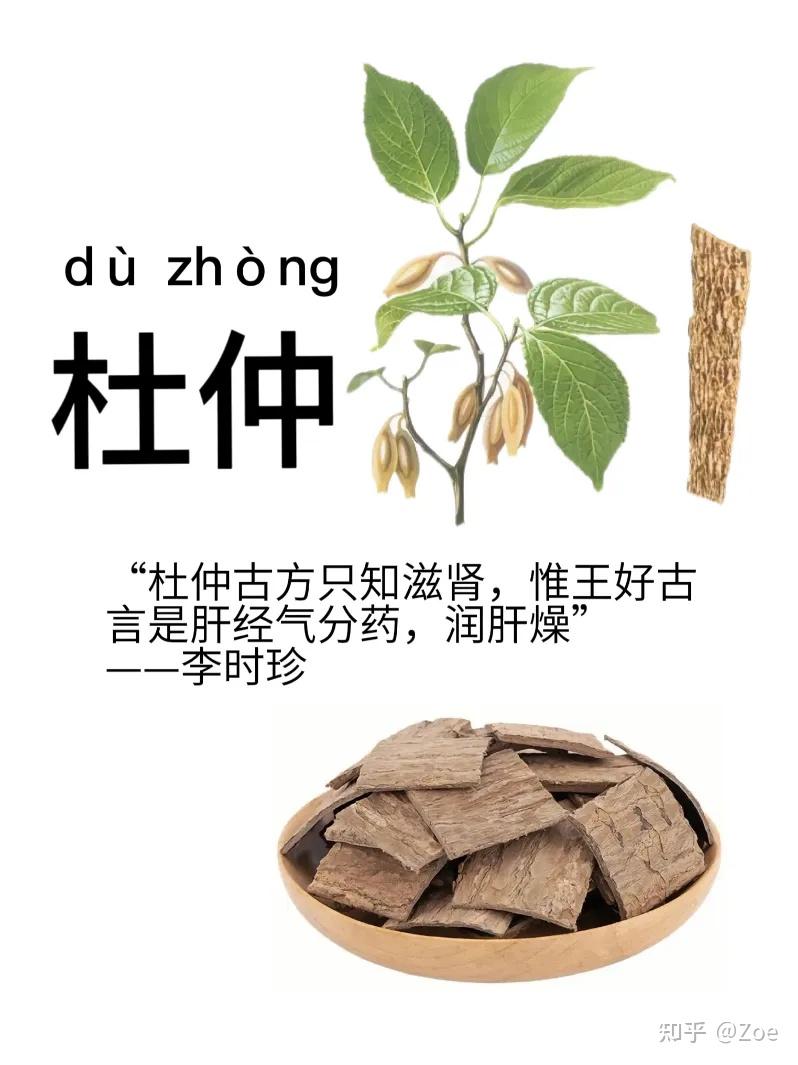 杜仲有什么药用功效?