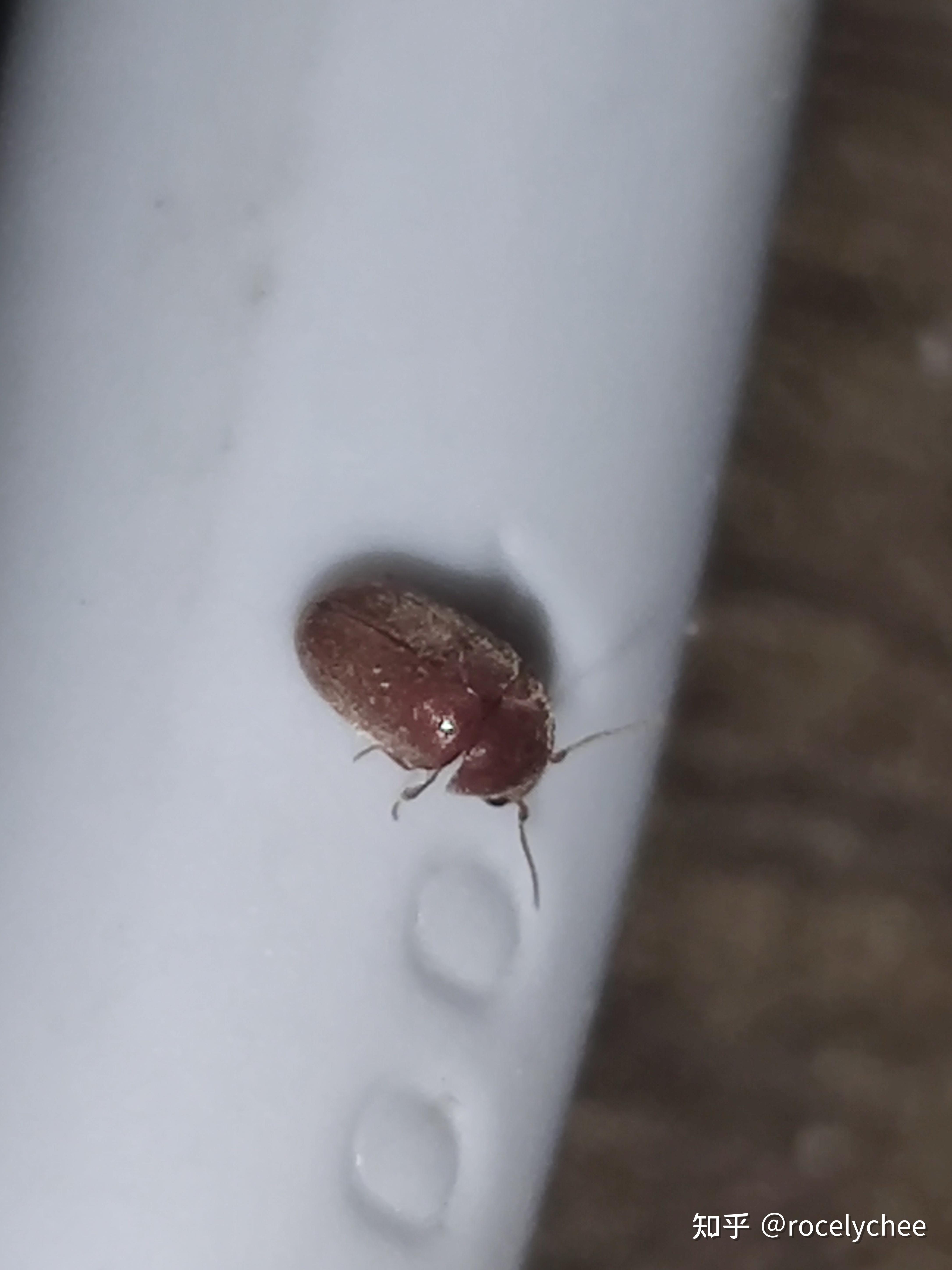 在床上发现黑色芝麻大小硬壳虫子,有人知道这是什么虫吗,对人体有害吗