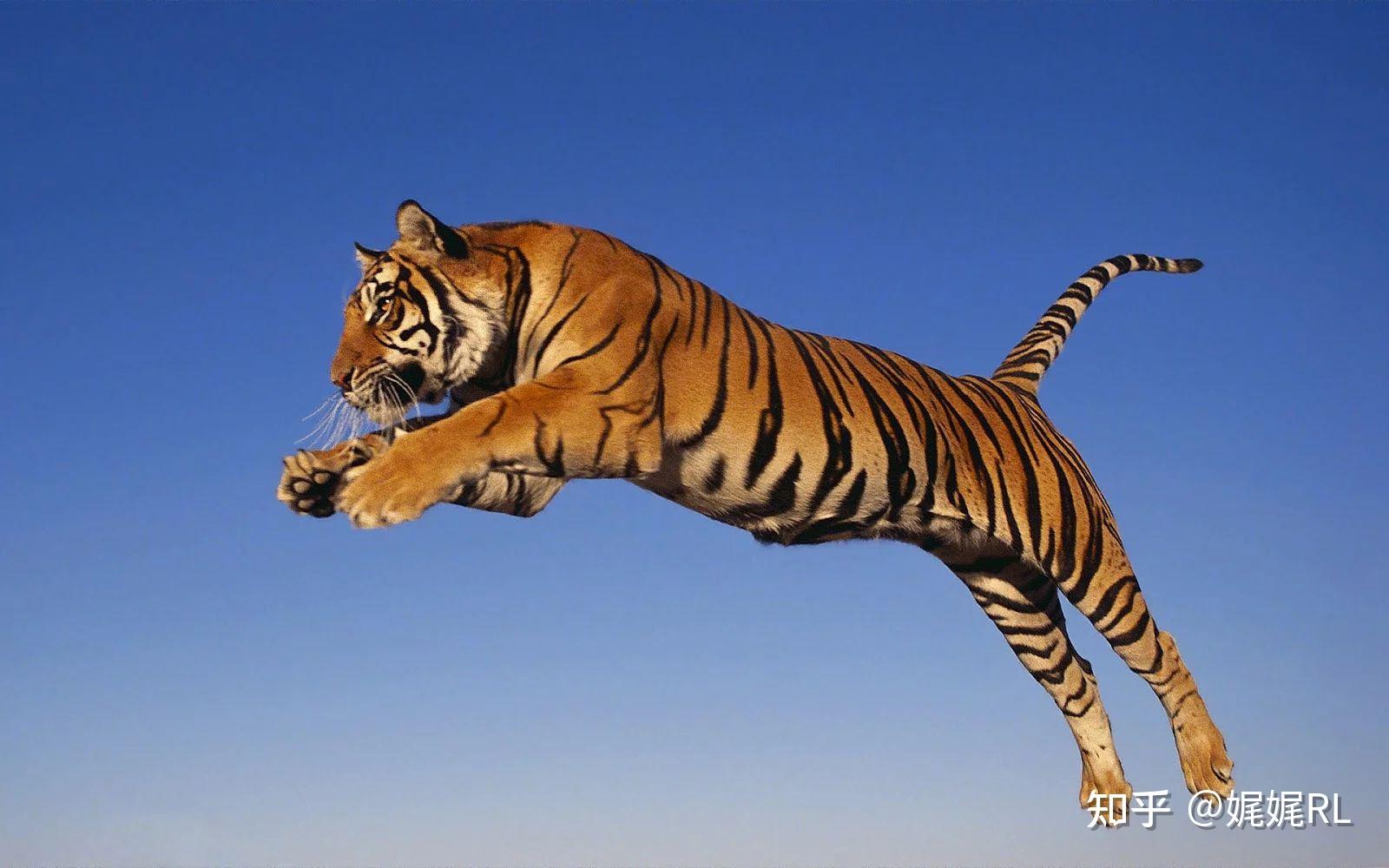 老虎和毒蛇或者蟒蛇打架谁能赢? - 知乎