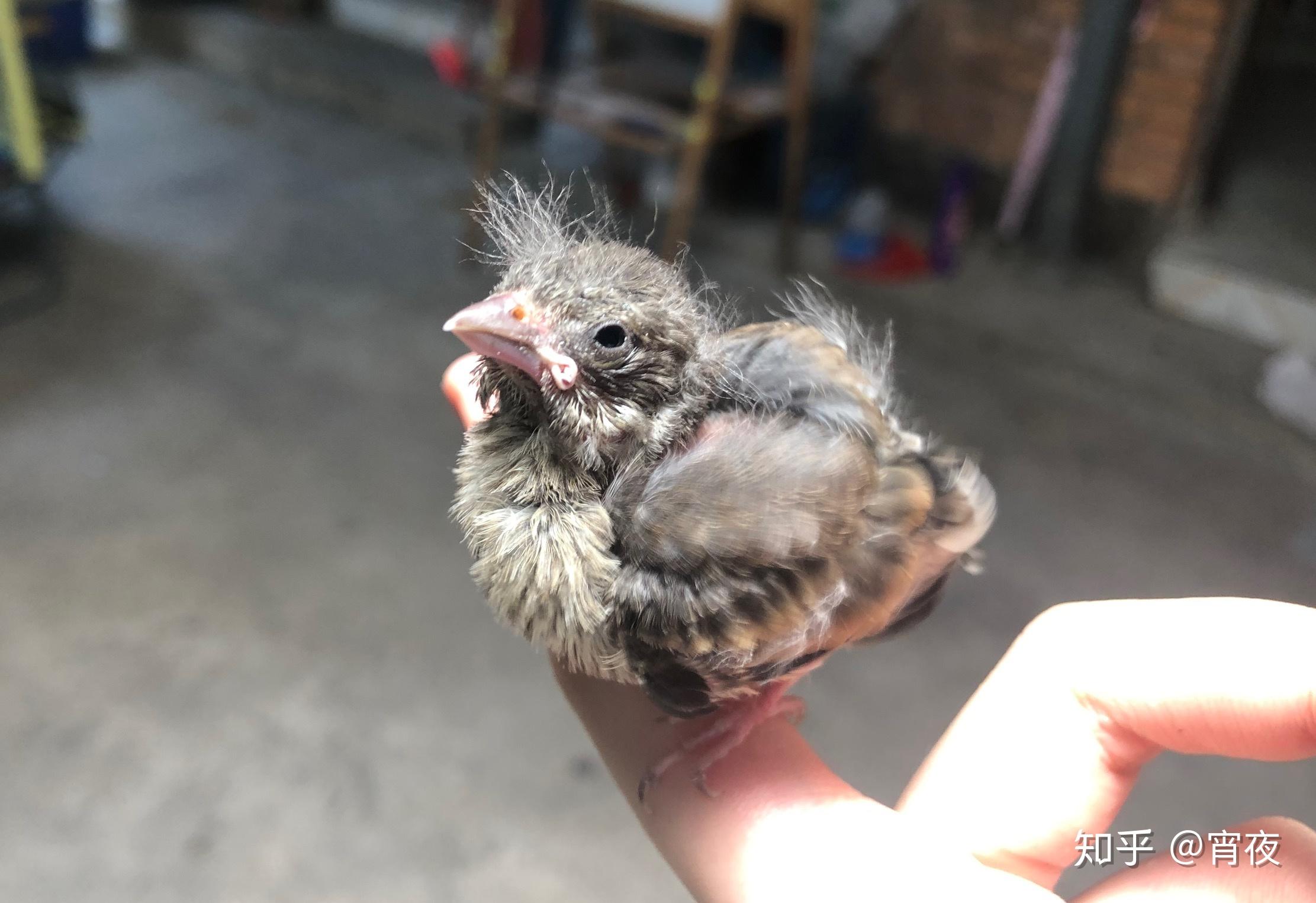 金翅雀幼鸟怎么养?