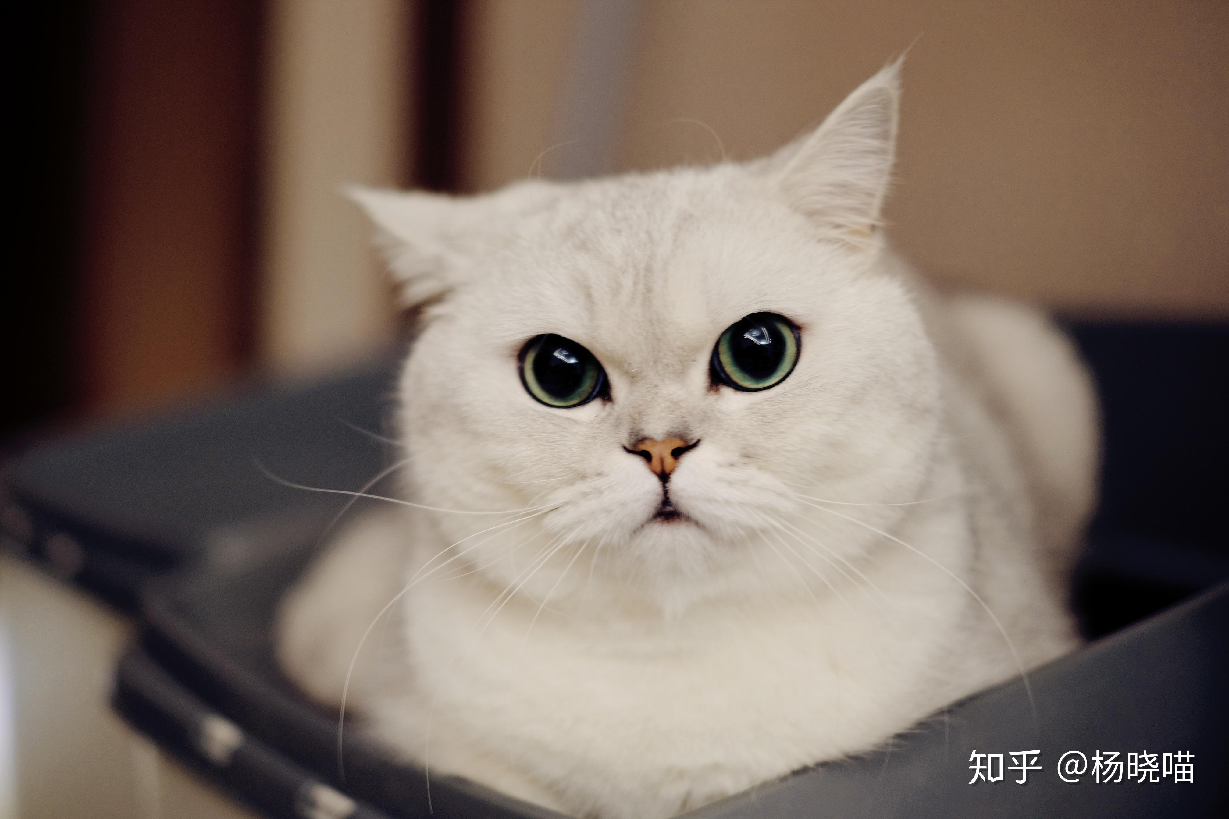 养一只银渐层是怎样的体验