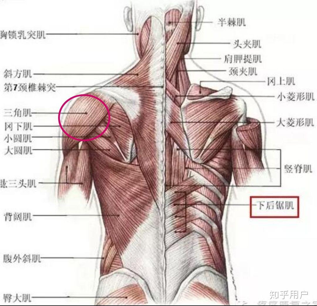 第一次开始练天鹅臂按照大家说的沉肩仰脖子第一次坚持了七分钟胳膊酸