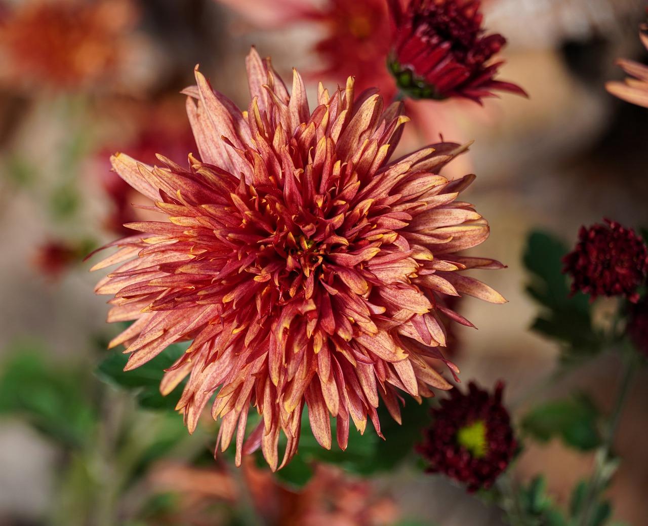 菊花多少钱一株