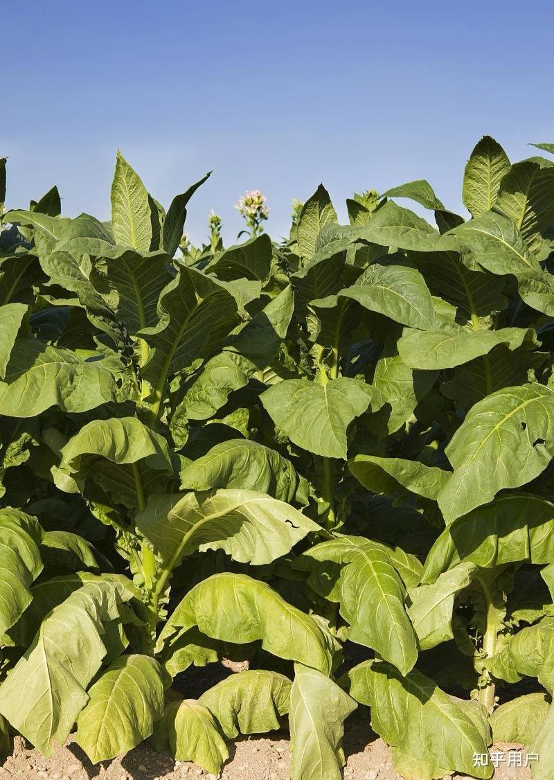 新鲜烟叶可以当蔬菜吃吗