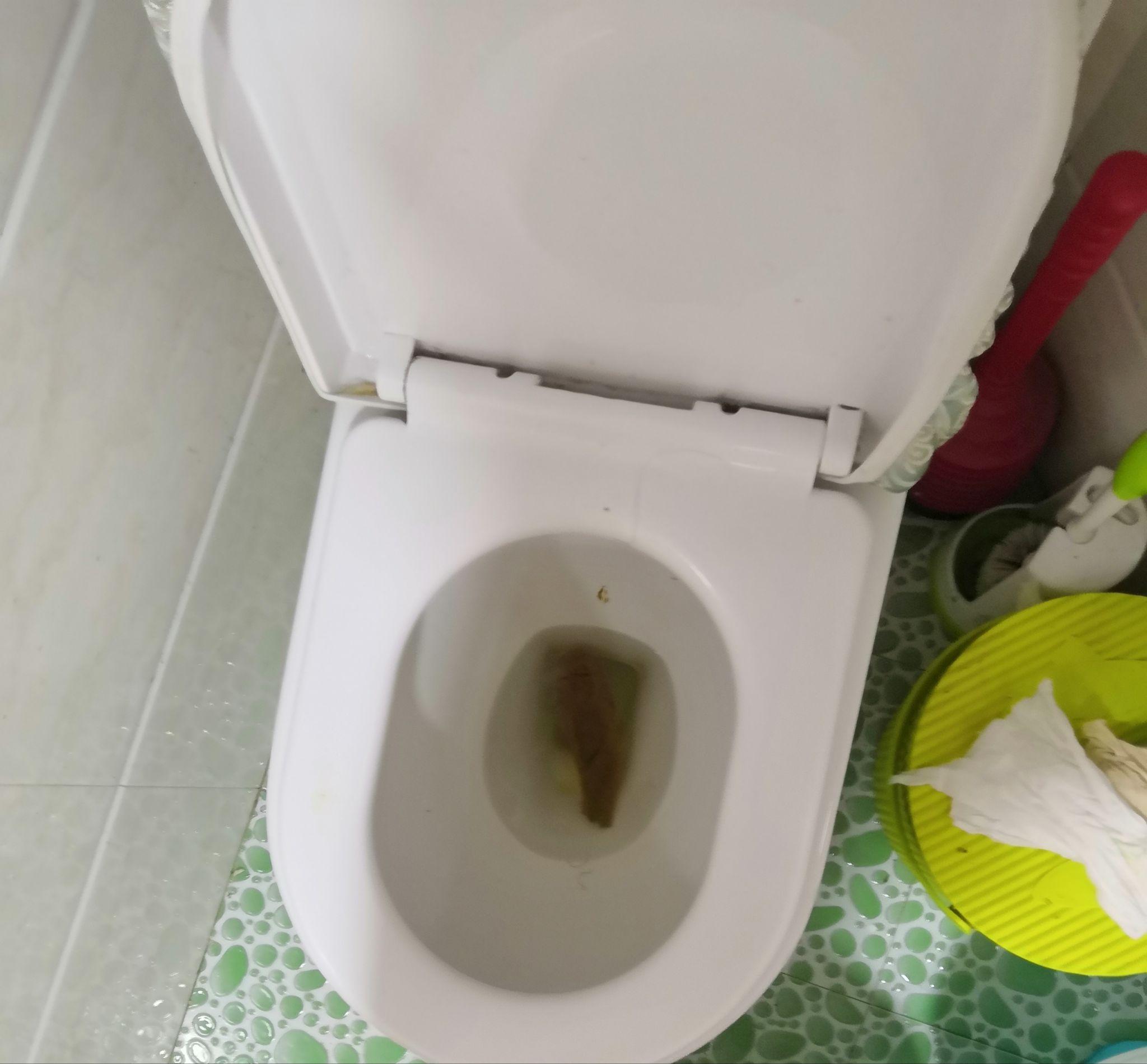 你们见过最大的屎是什么样的