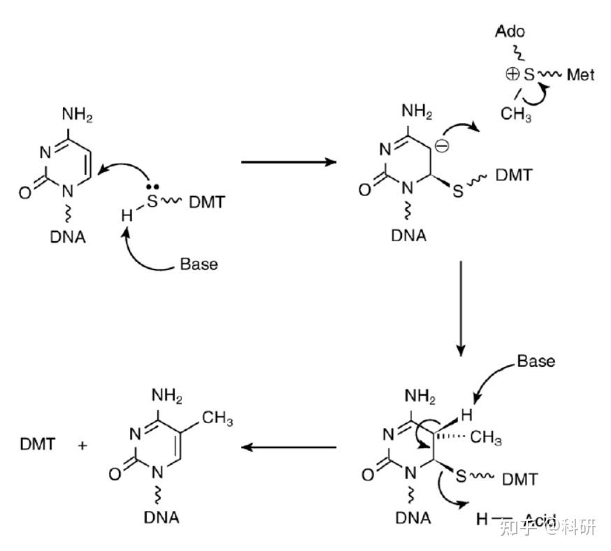 为什么cpg岛上dna甲基化不会发生在鸟嘌呤上而发生在了胞嘧啶上?