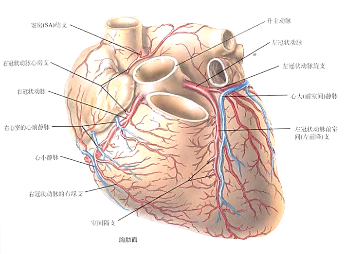 心脏冠脉血管解剖图图片