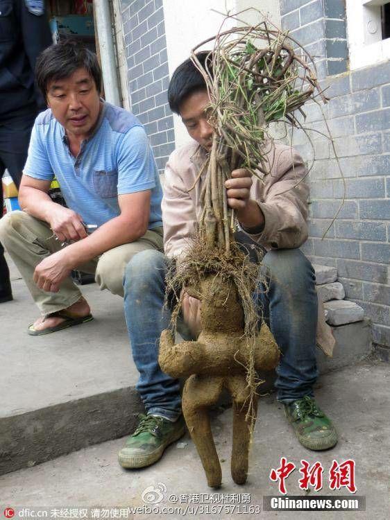 江西南昌工地上挖到的人形树根,谁知道是什么植物? - 知乎