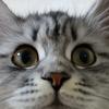加菲也是猫