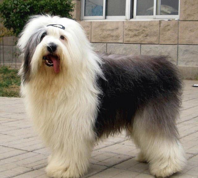 如果只能养一种狗,建议养"古牧犬",太让人心动了!