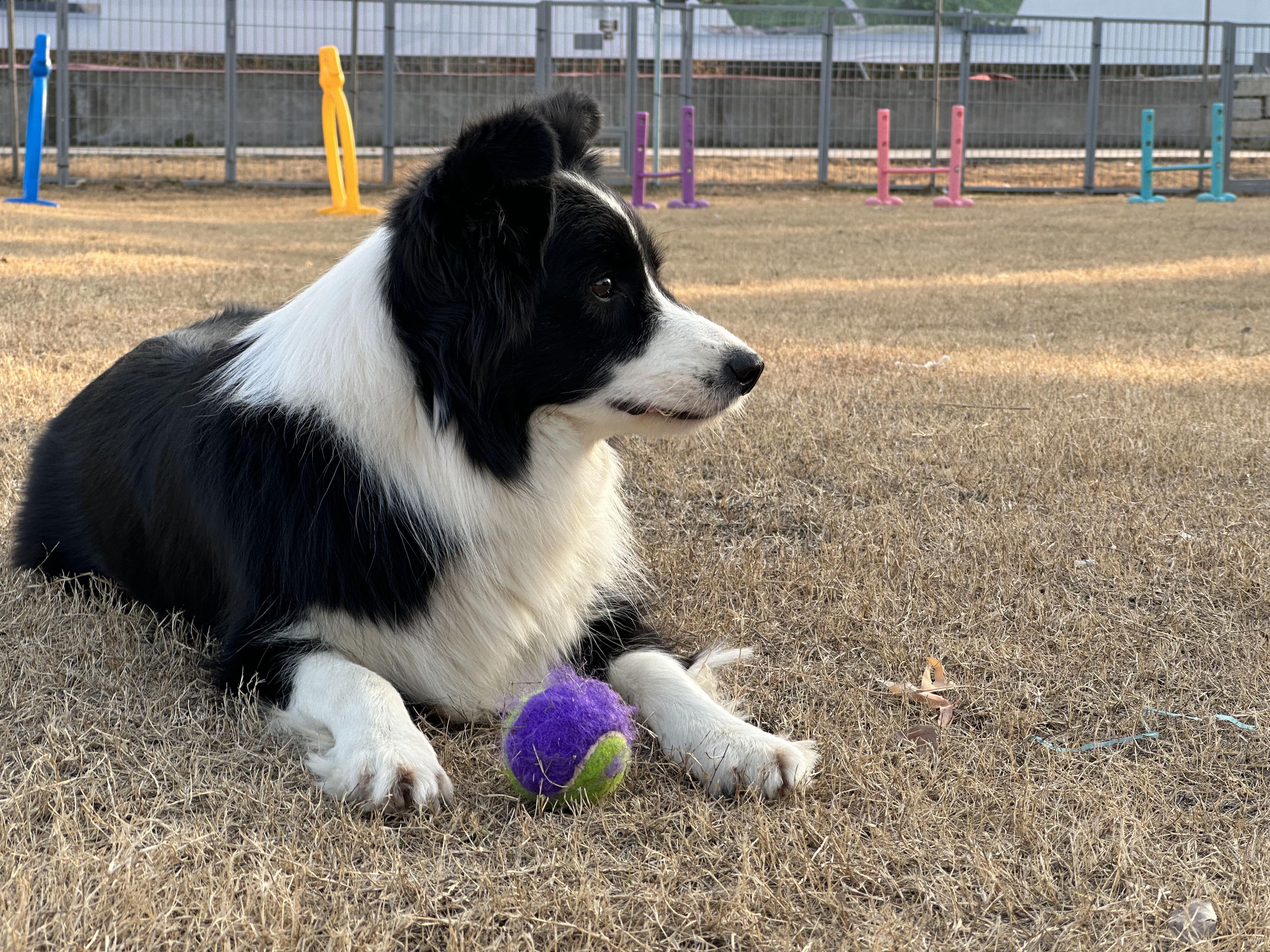 马犬与格力犬后代图片图片