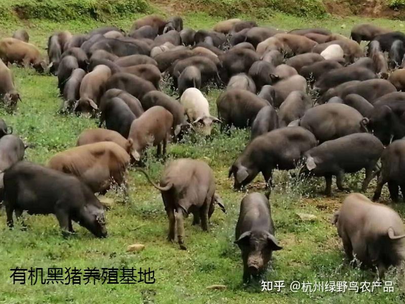 猪的养殖需要注意什么? - 知乎
