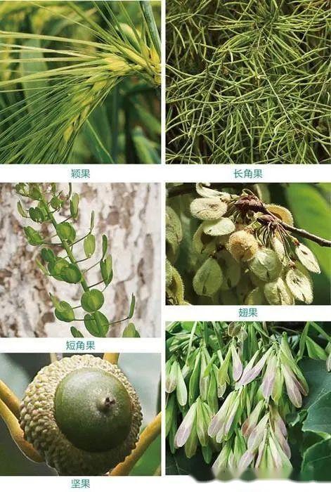 植物分类术语图解及分类方法 - 知乎