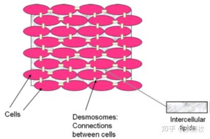 深入了解皮肤基础 知识--- 表皮的结构和表皮屏障功能 - 知乎