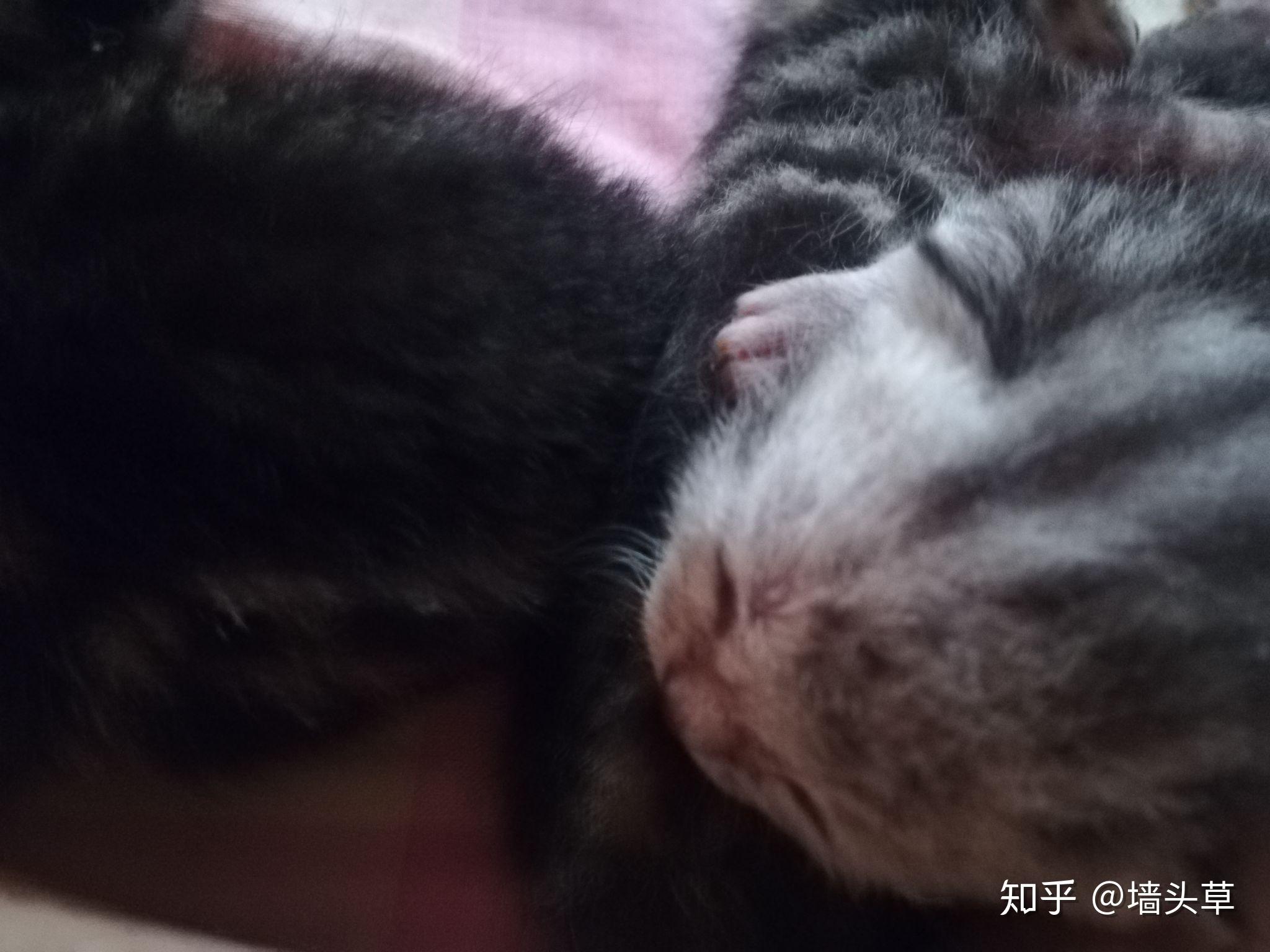 人来回走不管小猫小猫叫母猫还发出呜呜声音而且刚生了一只肚子还很大