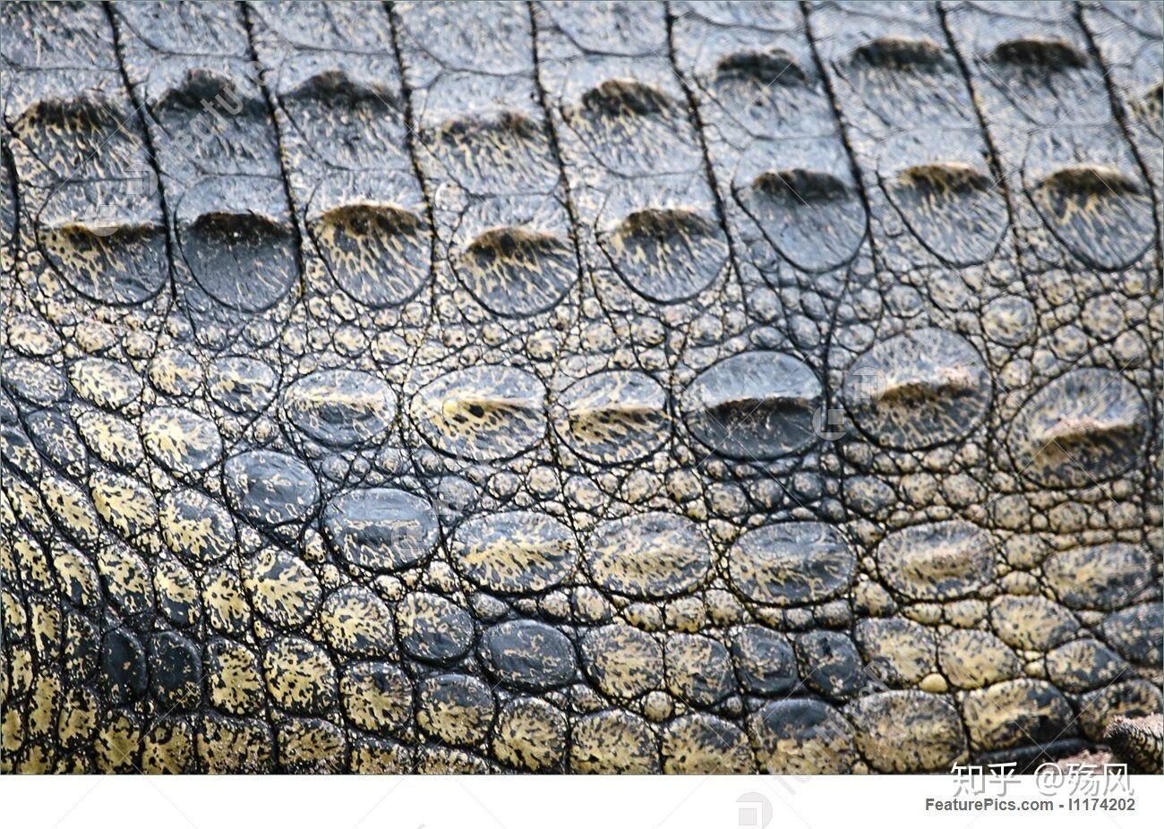 恐龙的皮肤是像爬行动物鳞片吗