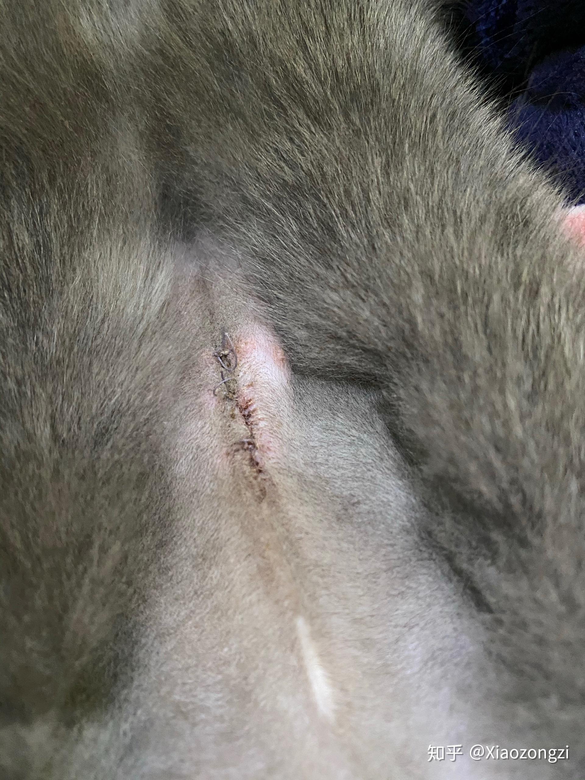 母猫绝育伤口应该多大